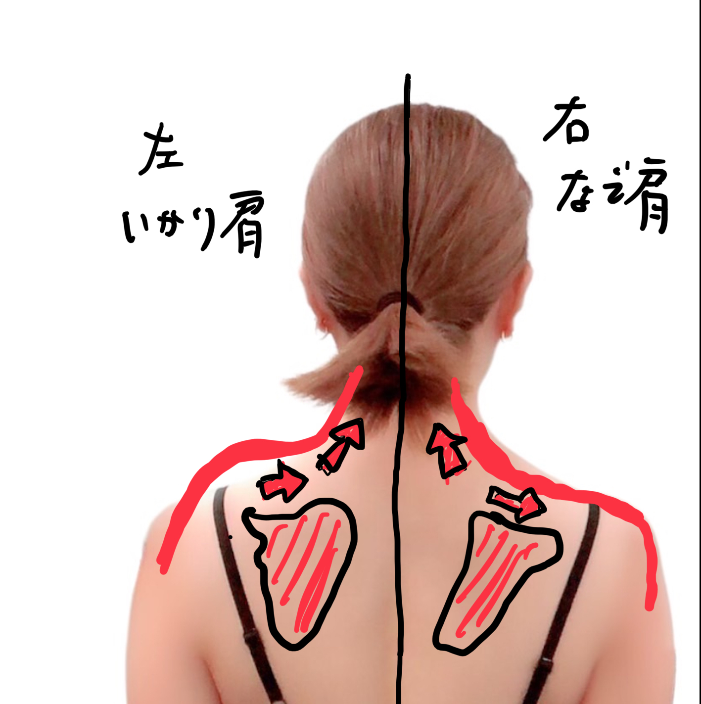 綺麗な鎖骨ラインを出すには肩甲骨と骨盤が大事！
